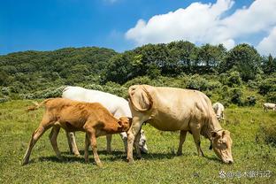 茶香四溢！普尔季前赛至少砍下41分 比肩21年库里与19年哈登